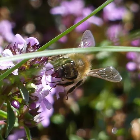 Lägenhet Ferienwohnung Mohnblume Bad Urach